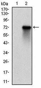 RPS6KA2 Antibody