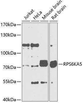RPS6KA5 antibody