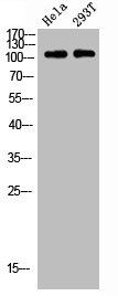 RPS6KC1 Antibody