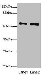 RPS6KL1 Antibody