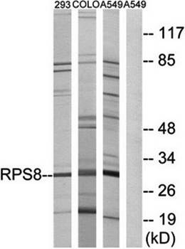 RPS8 antibody