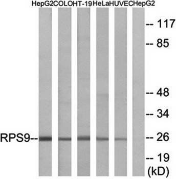 RPS9 Antibody