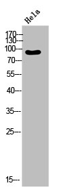 RPTN Antibody