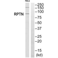 RPTN antibody