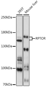 RPTOR antibody