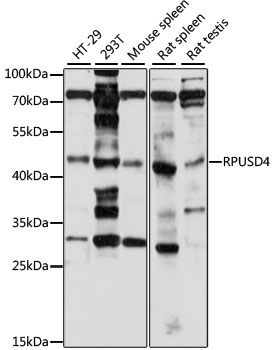 RPUSD4 antibody