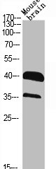 RRAGA antibody