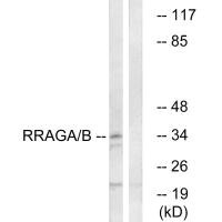 RRAGA antibody