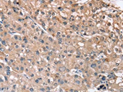 RRAS antibody