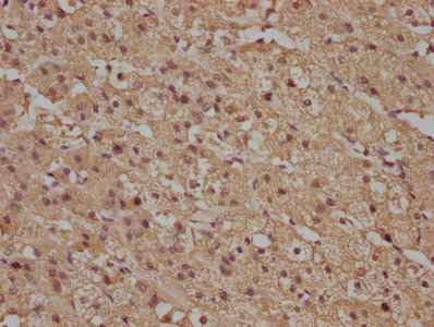 RRAS Antibody