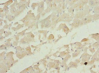 RRAS2 Antibody