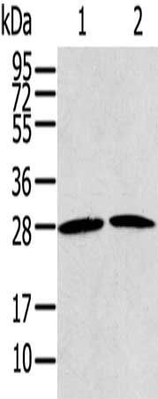 RRAS2 Antibody