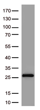 RRM2 antibody