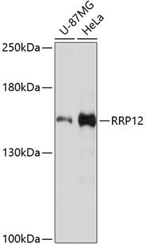RRP12 antibody