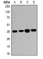 RRP7A antibody