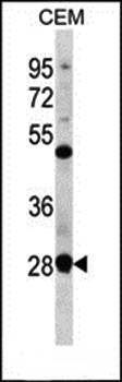 RRP7A antibody