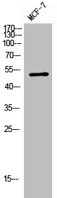 RRP8 Antibody