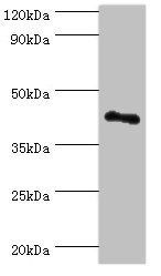RSAD2 Antibody