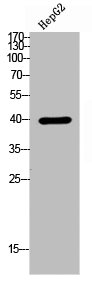 RSAD2 Antibody