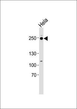 RSF1 antibody