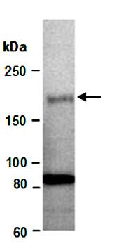 RSF1 antibody