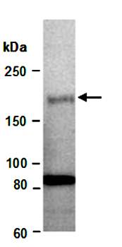 RSF1 (C) Antibody, Rabbit Polyclonal