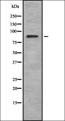 Rsk-4 antibody