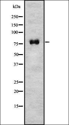 RSK1/2/3/4 (Phospho-Ser221/227/S218/232) antibody