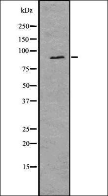 RSK1 p90 (phospho S380) antibody