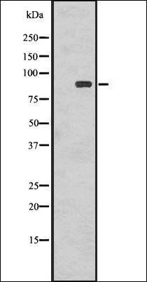 RSK1 p90 (Phospho-T359+S363) antibody