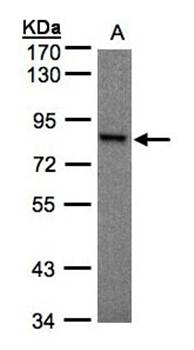 RSK1 p90 antibody