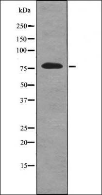 RSK2 (Phospho-Tyr529) antibody