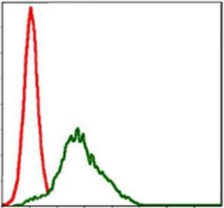 RSK2 Antibody