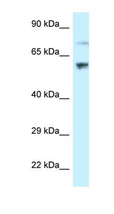 RSL1D1 antibody