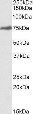 RSL1D1 antibody