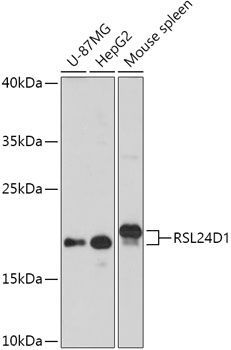 RSL24D1 antibody