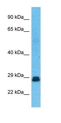 RSMB antibody