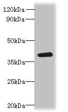 RSPH14 antibody