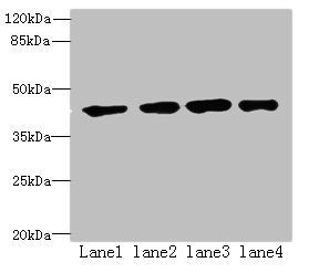 RSPO3 antibody