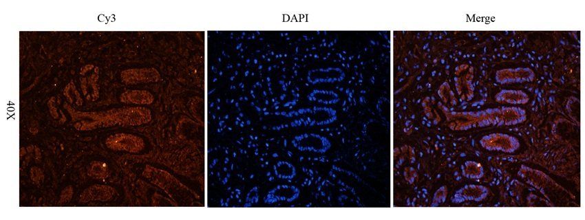 RSPO3 antibody