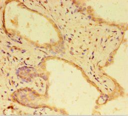 RTF1 Antibody
