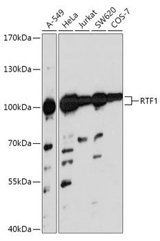 RTF1 antibody