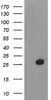 RTF2 antibody