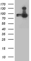 RTF2 antibody