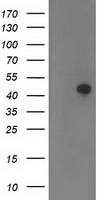 RTF2 antibody