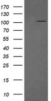 RTKN Antibody