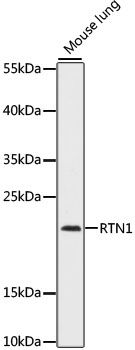 RTN1 antibody