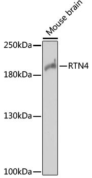 RTN4 antibody
