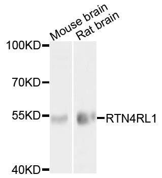 RTN4RL1 antibody