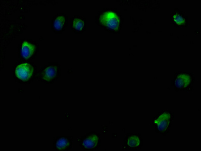 RTN4RL2 Antibody